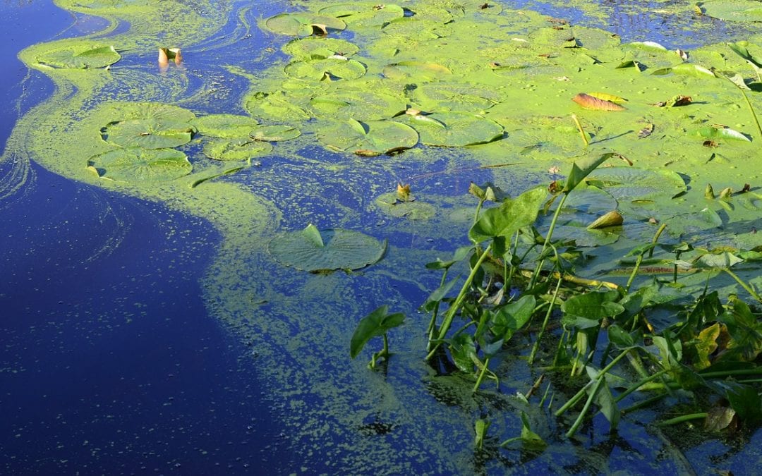 The Dangers Lurking in our Ponds