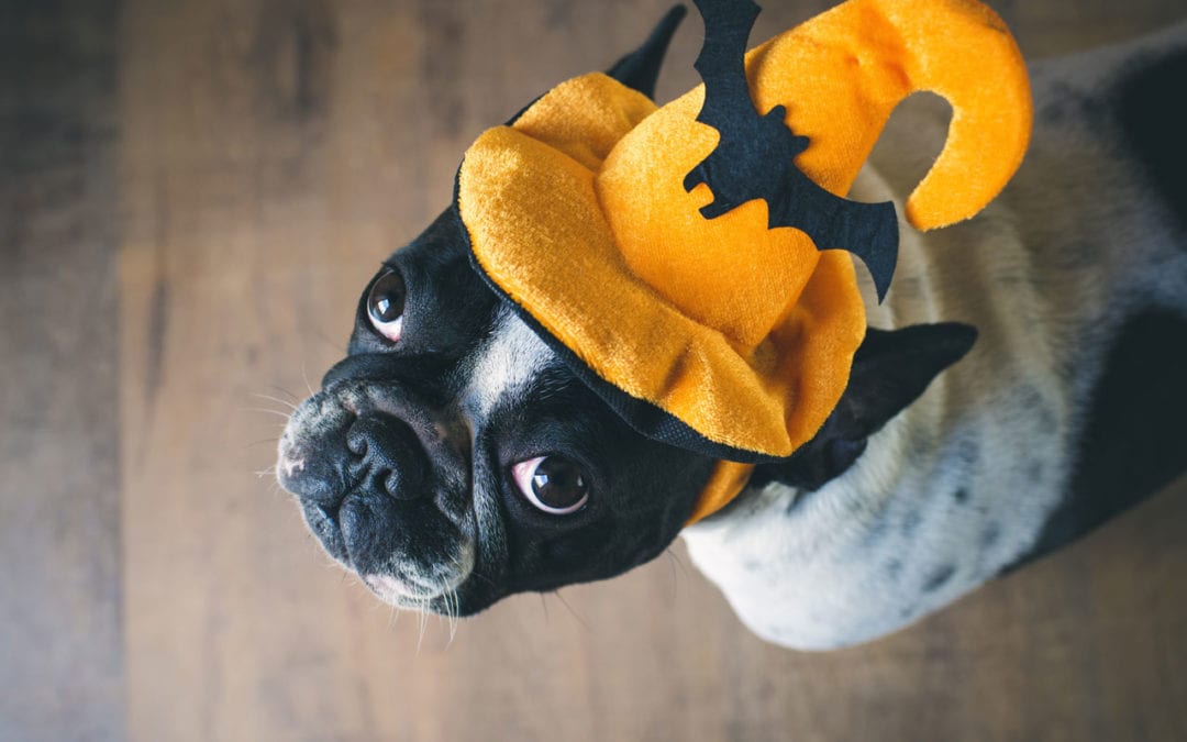 Trick or Treat | No Chocolate for Doggie to Eat