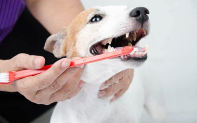 Yes, You Can Brush Your Dog’s Teeth