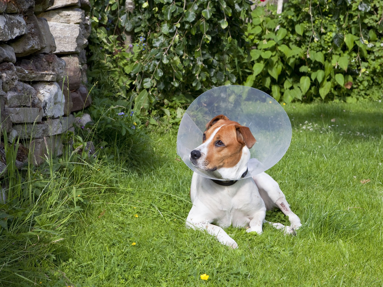 do dogs get periods after being spayed