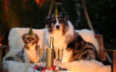 What is Your Pet’s New Year’s Resolution?