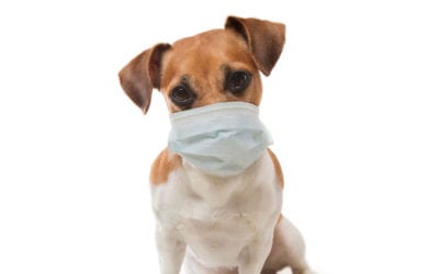 Coronavirus: What Pet-Owners Should Know