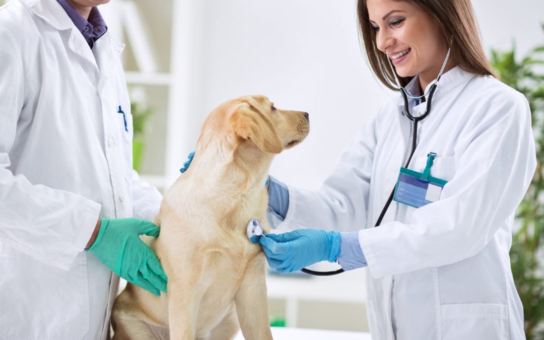 The Value of Visiting Your Veterinarian for Routine Exams