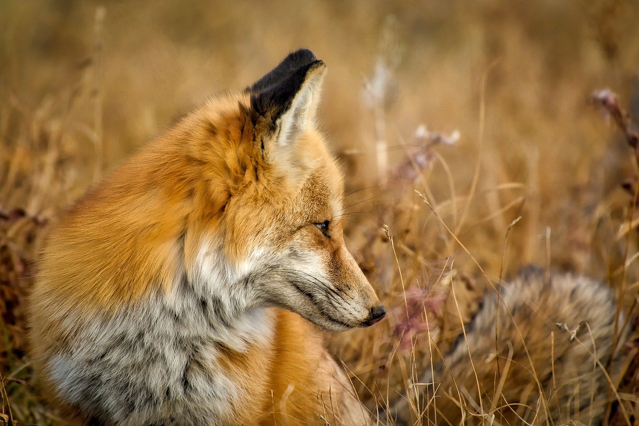 fox with mange dangerous